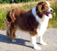 fritz, ein australian

            shepherd rde