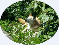 Lola - eine Eurasier-Labrador-Mischlings-H&uumlndin